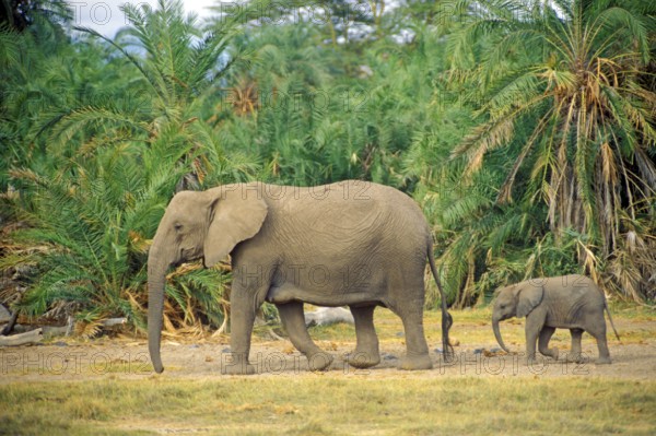 Elephant (Loxodonta africana) with young, Amboseli National Park, Kenya, Africa, June 2000,