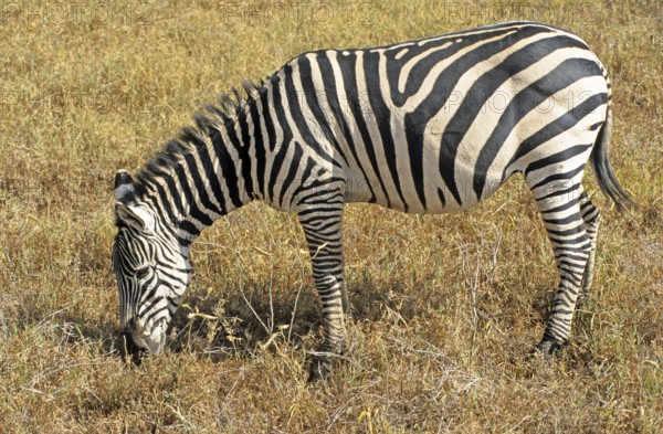 Steppe zebra (Equus quagga), Ngorongoro Crater, Tanzania, Africa, June 2000, vintage, retro, old,