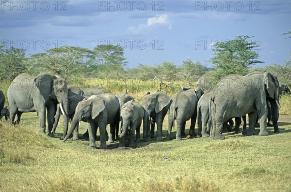 Herd of elephants (Loxodonta africana), Serengeti, Tanzania, Africa, June 2000, vintage, retro,