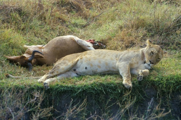 Lioness lying next to her prey, Ngorongoro Crater, Tanzania, Africa, June 2000, vintage, retro,