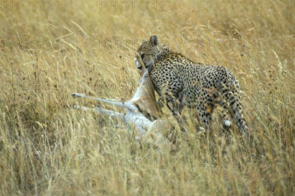 Cheetah (Acinonyx jubatus) with prey, Serengeti, Tanzania, Africa, June 2000, vintage, retro, old,