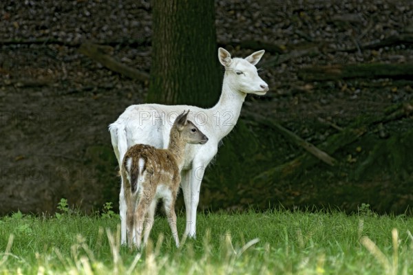 Damson (dama dama), adult doe, white fur due to leucism gene mutation, no albino, with calf on a