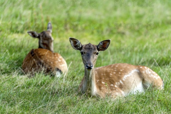 Dams (dama dama) Bald deer, hinds, resting on a meadow at the edge of the forest, Vogelsberg,