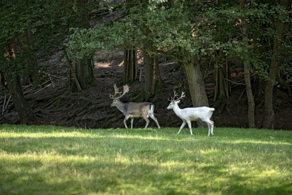 White shovel deer, fallow deer (dama dama), young animal, white fur due to leucism gene mutation,