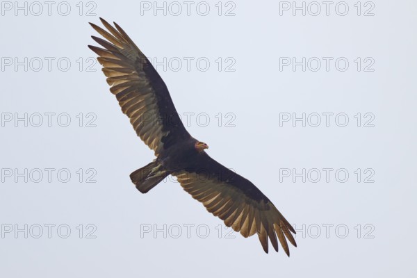 Greater yellow-headed vulture (Cathartes burrovianus) flying through the clear sky with