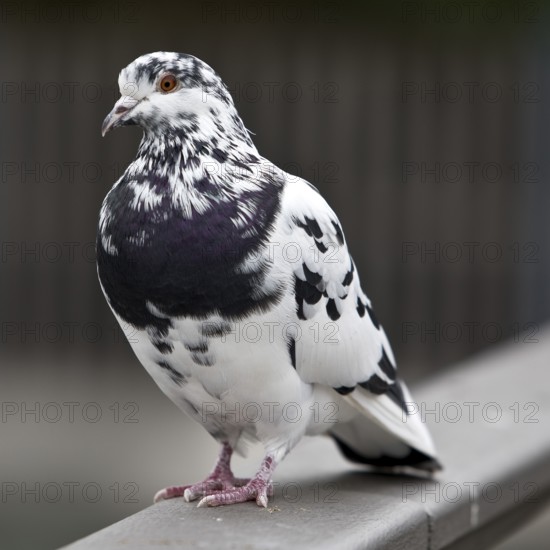 Pigeon (Columbidae) on a railing, Essen, Ruhr area, North Rhine-Westphalia, Germany