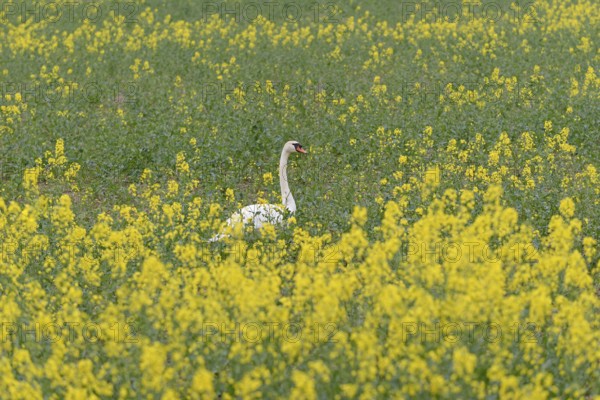 Mute swan (Cygnus olor) in an intercropped field, yellow mustard (Sinapis), North Rhine-Westphalia,