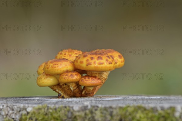Goldfell-Schüppling (Pholiota aurivella) in autumn forest, Arnsberg Forest nature park Park, North