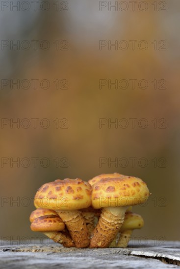 Goldfell-Schüppling (Pholiota aurivella) in autumn forest, Arnsberg Forest nature park Park, North