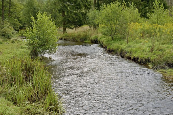 Forest stream in the Arnsberg Forest, goldenrod (Solidago) spreading along the bank,