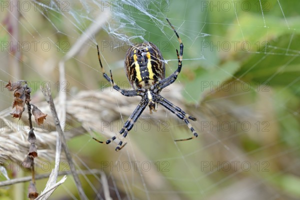 Wasp spider (Argiope bruennichi) in the web, female from the underside of the body with the