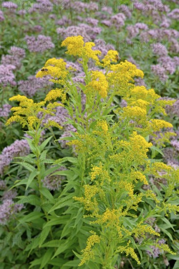 Goldenrod (Solidago) and Hemp agrimony (Eupatorium cannabinum) in bloom, Arnsberg Forest nature
