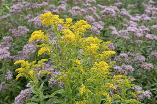 Goldenrod (Solidago) and Hemp agrimony (Eupatorium cannabinum) in bloom, Arnsberg Forest nature