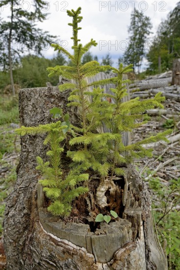 Spruce (Picea abies), young trees growing on a sawn-off and rotten spruce trunk, natural