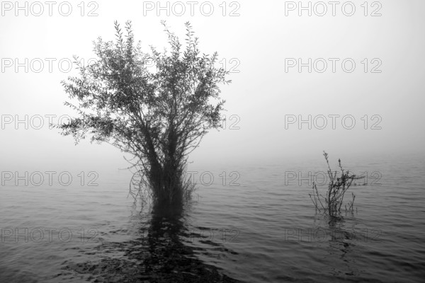 Hennesee, willows (Salix) in the fog, black and white, Hennetalsperre, Naturpark