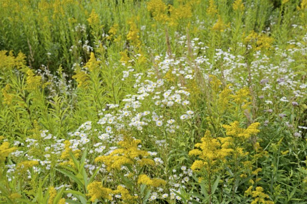 Erigeron annuus (Erigeron annuus) and goldenrod (Solidago) in bloom, Arnsberg Forest nature park