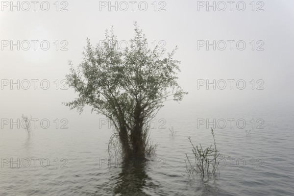 Hennesee, willows (Salix) in the fog, Hennetalsperre, Naturpark Sauerland-Rothaargebirge, North
