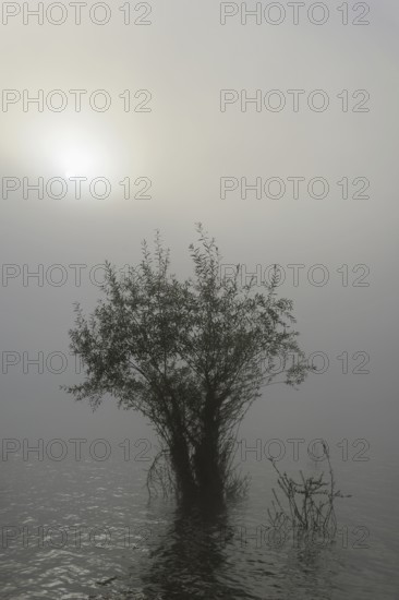 Hennesee, willows (Salix) in the lake, morning sun shining through the dense fog, Hennetalsperre,