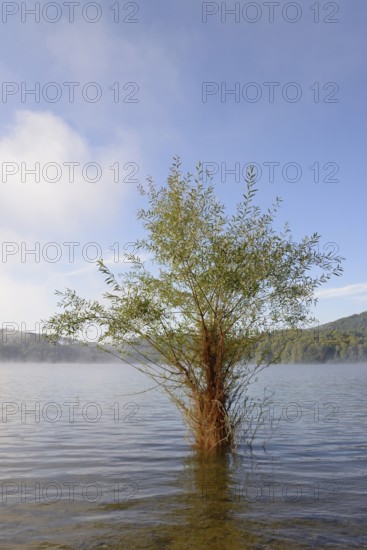 Hennesee, willow (Salix) in the lake, rising fog, blue sky, Hennetalsperre, Naturpark
