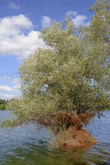 Hennesee, willow (Salix) in the lake, blue cloudy sky, Hennetalsperre, Naturpark