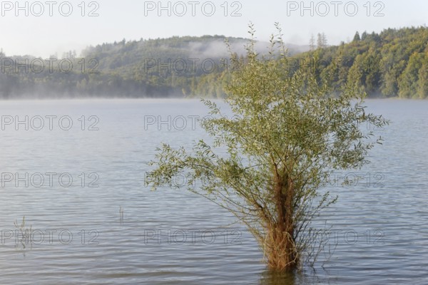 Hennesee, willows (Salix) in the lake, Hennetalsperre, Sauerland-Rothaargebirge nature park Park,