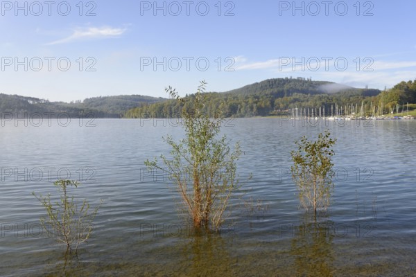 Hennesee, willows (Salix) in the lake, blue sky, Hennetalsperre, Naturpark