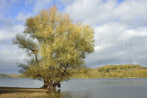 Willow (Salix) with autumn leaves on the lakeshore, blue cloudy sky, Möhnesee, Möhnetalsperre,