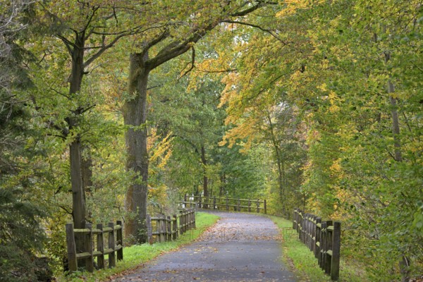 Riverside trail leads through the autumn forest at Möhnesee, Möhnetalsperre, North