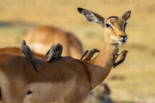 Impala (Aepyceros melampus) and red-billed oxpecker (Buphagus africanus), Xakanaxa, Okavango Delta,