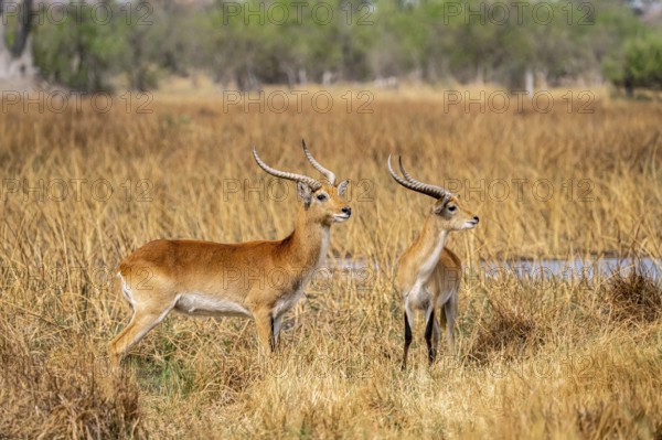 Letschwe or lychee moor antelope (Kobus leche), adult male, Xakanaxa, Okavango Delta, Moremi Game