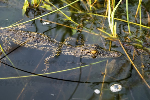 Young animal, Nile crocodile in swamp, Xakanaxa Lagoon, Okavango Delta, Moremi Game Reserve,