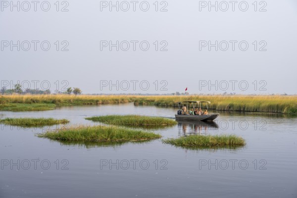 Safari by boat, tourist observing African elephant (Loxodonta africana) in the swamp, Xakanaxa