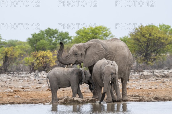 Herd of animals, animal family with young, African elephant (Loxodonta africana) drinking at a