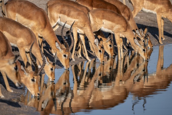 Impala (Aepyceros melampus) drinking at a waterhole, reflection, Savuti, Chobe National Park,