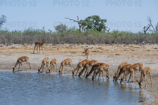 Impala (Aepyceros melampus) drinking at a waterhole, Savuti, Chobe National Park, Botswana
