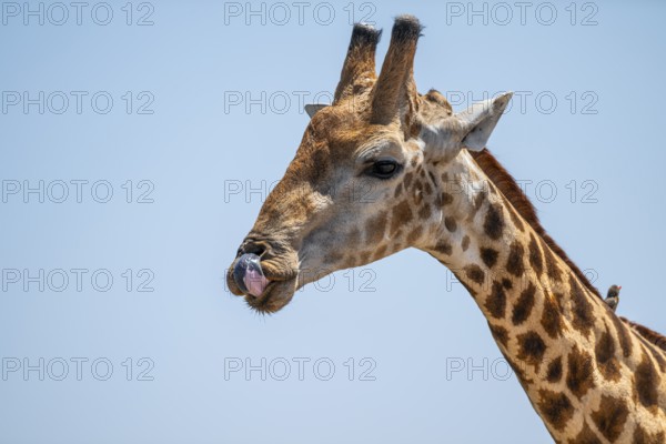 Cape giraffe (Giraffa giraffa giraffa) sticks out its tongue, funny, Savuti, Chobe National Park,