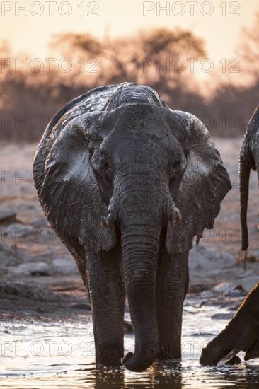 Herd of elephants, African elephant (Loxodonta africana) at the waterhole, sunset, Savuti, Chobe