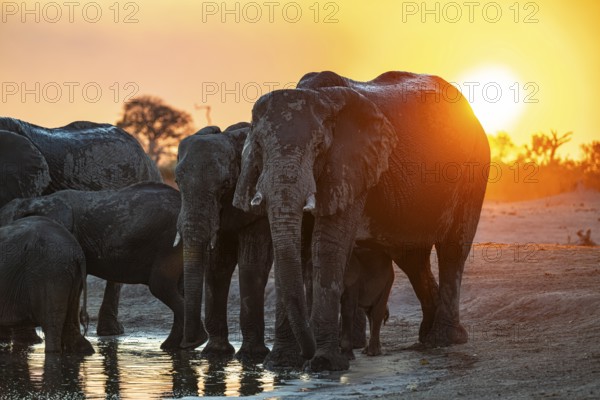 Herd of elephants, African elephant (Loxodonta africana) at the waterhole, sunset, Savuti, Chobe