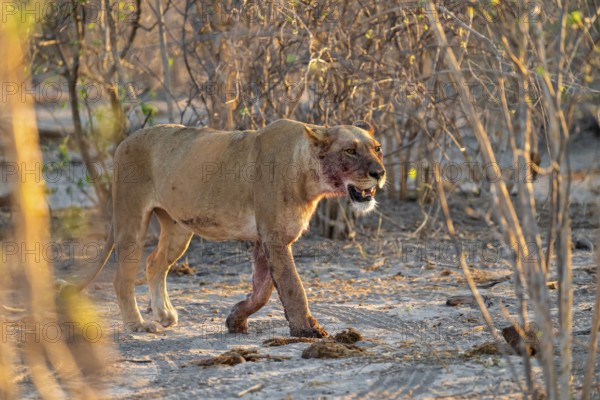Lioness with blood directly after a successful kill, lion (Panthera leo) on the hunt, Savuti, Chobe