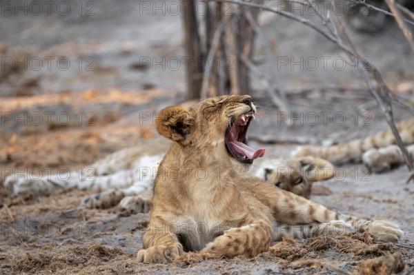 Cub, lion (Panthera leo) yawning and showing teeth, Savuti, Chobe National Park, Botswana