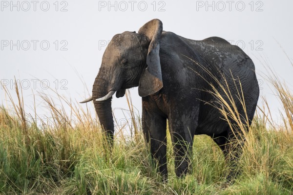 Animal portrait, African elephant (Loxodonta africana) feeding among grass, Ihaha, Chobe National