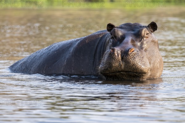 Hippopotamus (Hippopatamus amphibius) in the water, Chobe River, Ihaha, Chobe National Park,