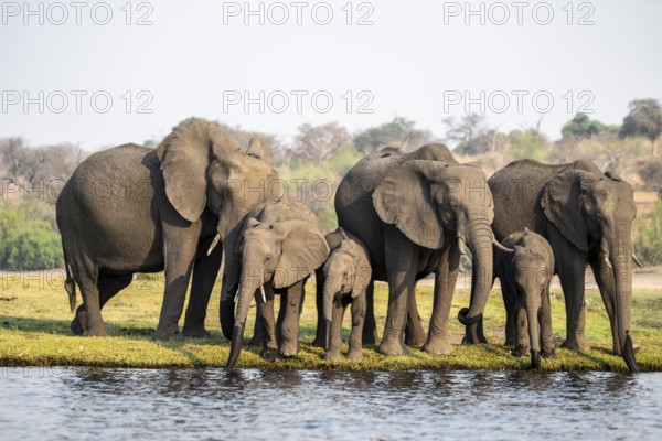 Herd of animals with young, African elephant (Loxodonta africana) drinking at the Chobe River,
