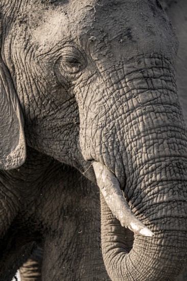 Detail, Animal portrait, African elephant (Loxodonta africana), Ihaha, Chobe National Park,