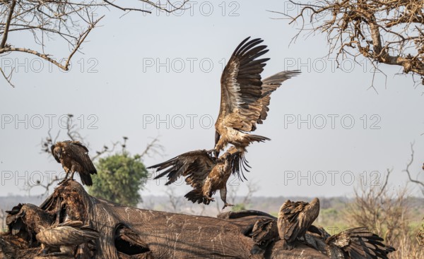 White-backed vultures (Gyps africanus) fighting over carrion, vultures feeding on the carcass of an