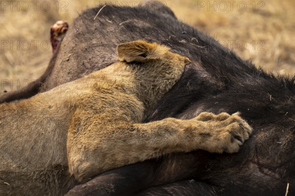 Funny, Kill, Lion (Panthera Leo) eats buffalo, Xakanaxa, Moremi Game Reserve, Botswana