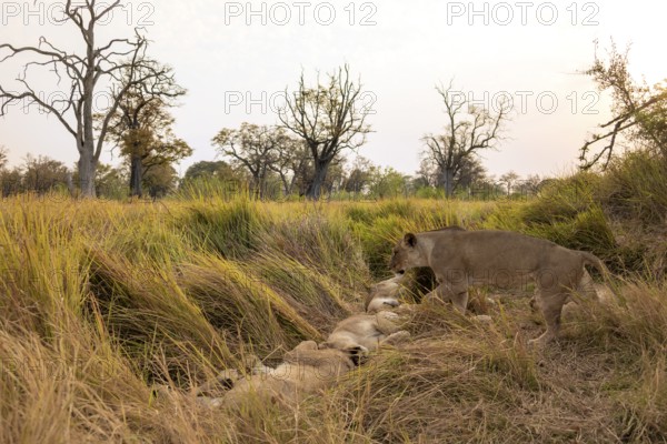 Lion pride (Panthera leo) lying in the grass, Xakanaxa, Moremi Game Reserve, Botswana