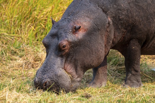 Hippopotamus (Hippopatamus amphibius) grazing, Xakanaxa, Okavango Delta, Moremi Game Reserve,