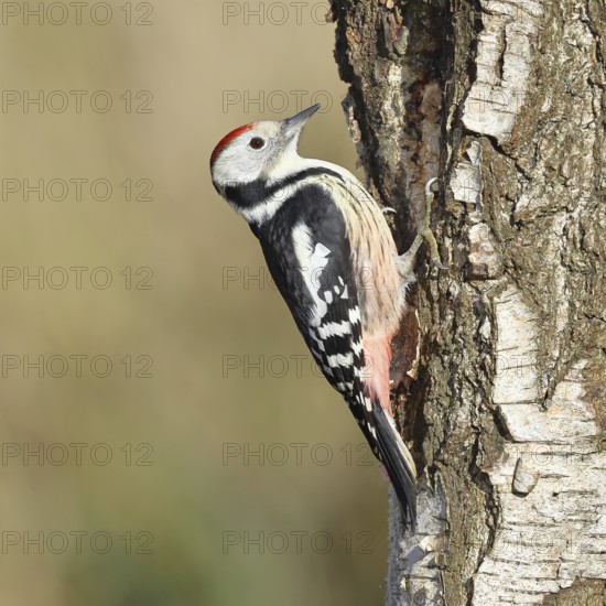 Middle spotted woodpecker (Dendrocopos medius), foraging on the trunk of a common birch (Betula