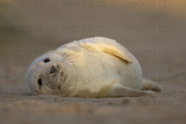 Grey seal (Halichoerus grypus) juvenile baby pup animal resting on a sand dune by a beach in